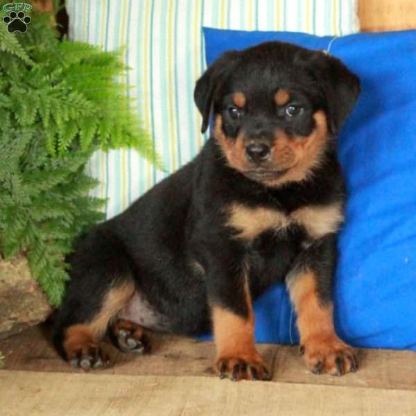 Rasta, Rottweiler Puppy