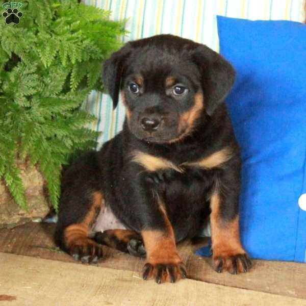 Raven, Rottweiler Puppy