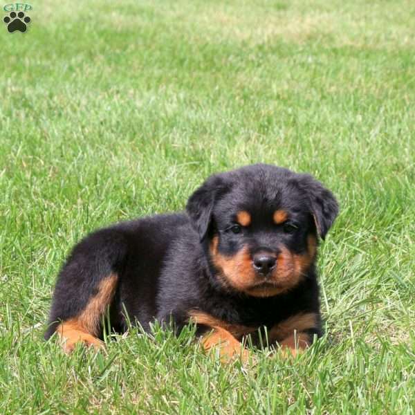 Ray, Rottweiler Puppy