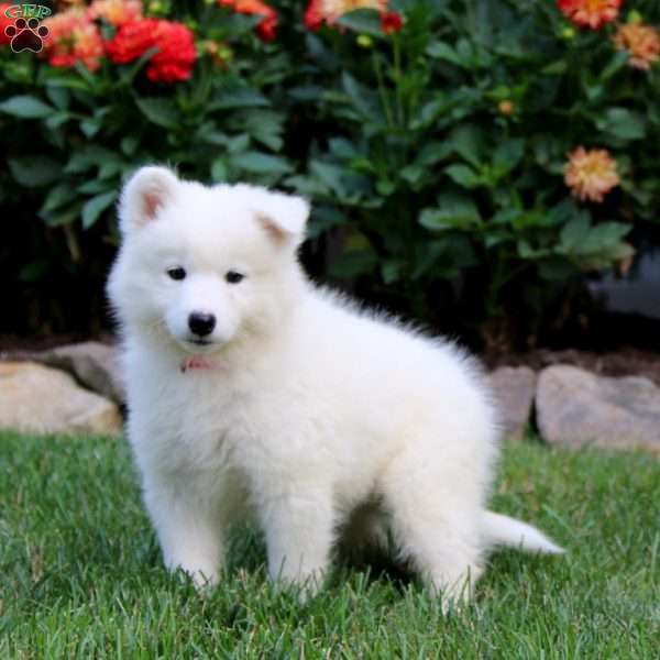 Rayna, Samoyed Puppy