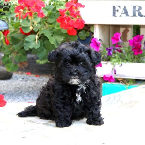 Rayna, Shih-Poo Puppy