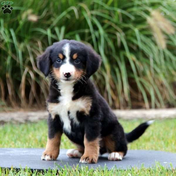 Rayna, Bernese Mountain Dog Puppy