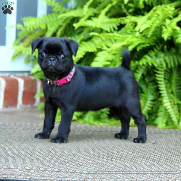 Rayna, Pug Puppy