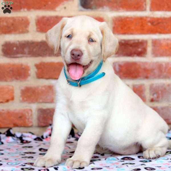 Reba, Yellow Labrador Retriever Puppy