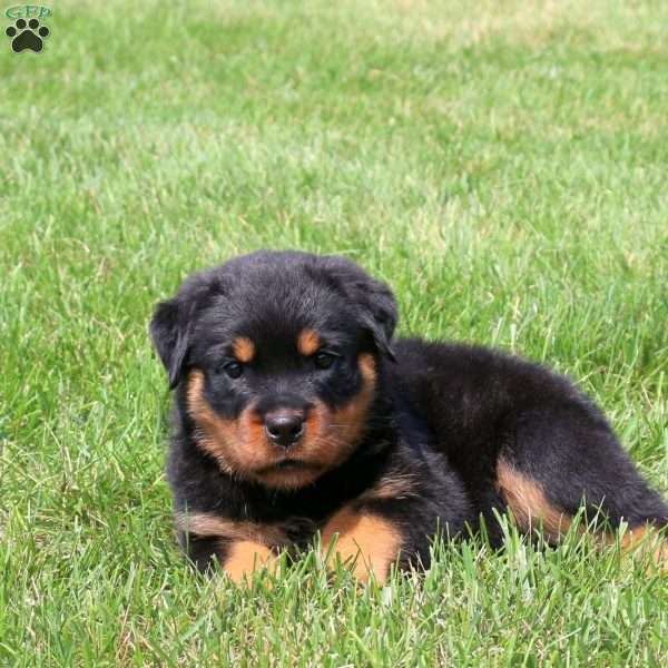 Rebel, Rottweiler Puppy