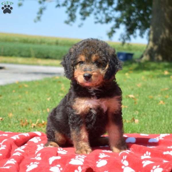 Rebel, Mini Bernedoodle Puppy