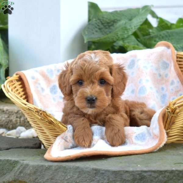 Rebel, Mini Goldendoodle Puppy