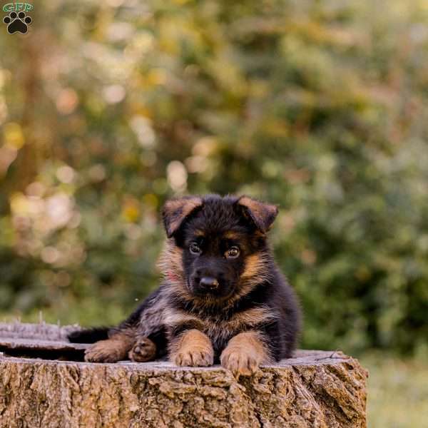 Hank, German Shepherd Puppy