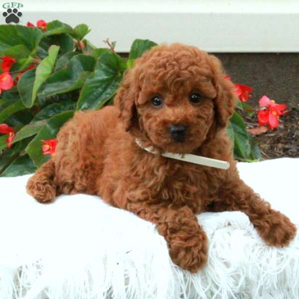 Redd, Toy Poodle Puppy