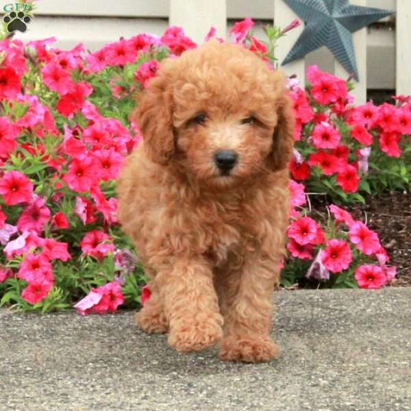 Redd, Miniature Poodle Puppy