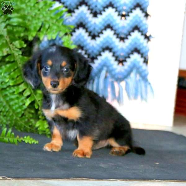 Reece, Dachshund Puppy