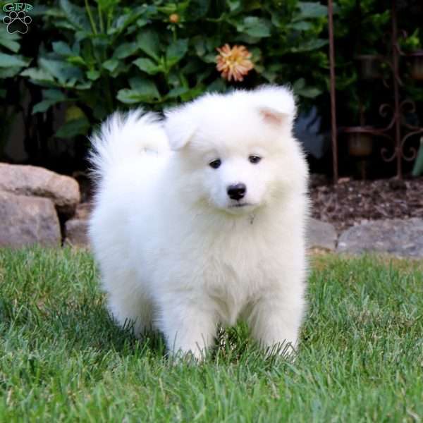 Reece, Samoyed Puppy