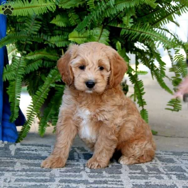 Reece, Cockapoo Puppy