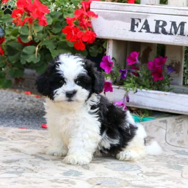 Reece, Shih-Poo Puppy