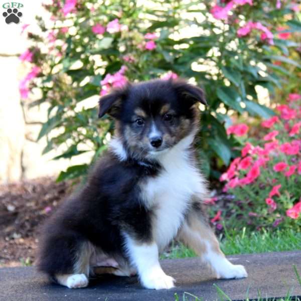 Reece, Miniature Australian Shepherd Puppy