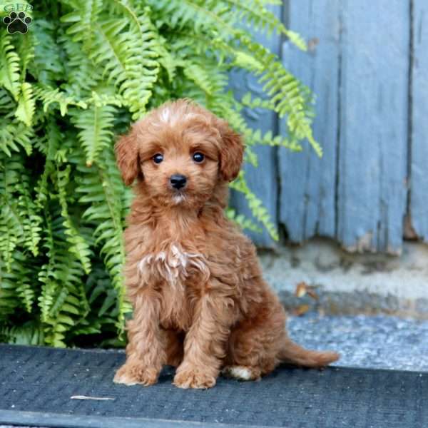 Reece, Mini Goldendoodle Puppy