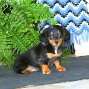 Reece, Dachshund Puppy