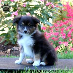 Reece, Miniature Australian Shepherd Puppy