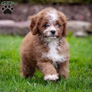 Reese, Cavapoo Puppy