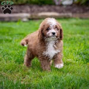 Reese, Cavapoo Puppy