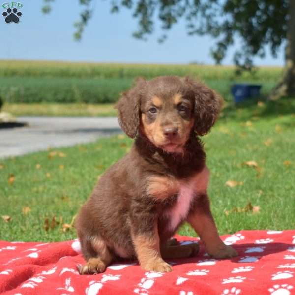 Reese, Mini Bernedoodle Puppy