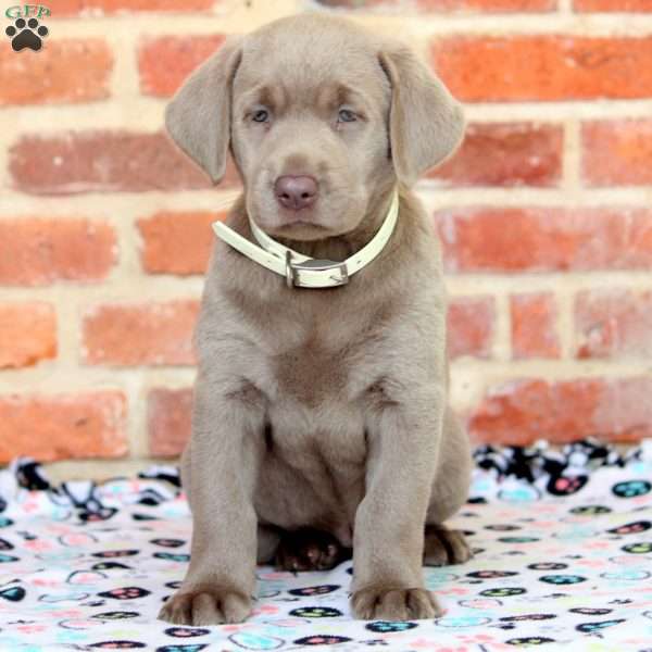 Reese, Silver Labrador Retriever Puppy