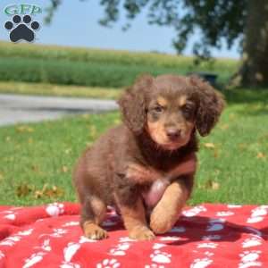 Reese, Mini Bernedoodle Puppy