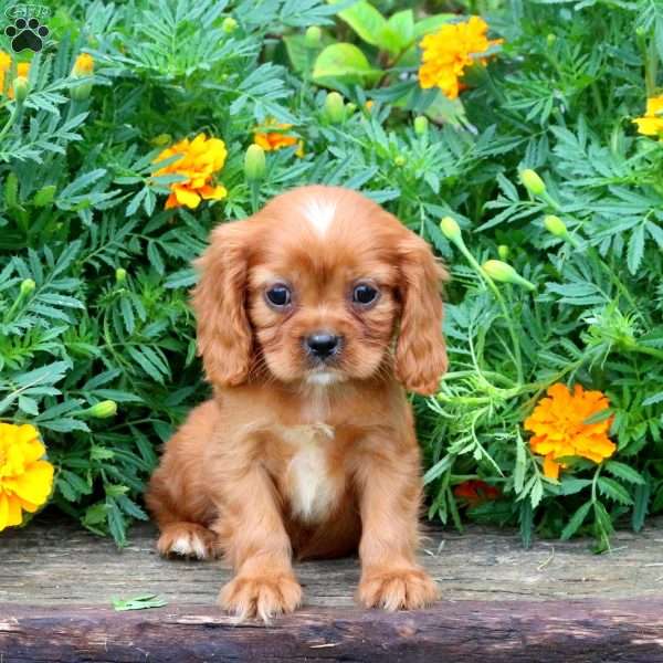 Reese, Cavalier King Charles Spaniel Puppy