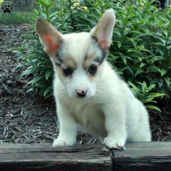 Reggie, Pembroke Welsh Corgi Puppy