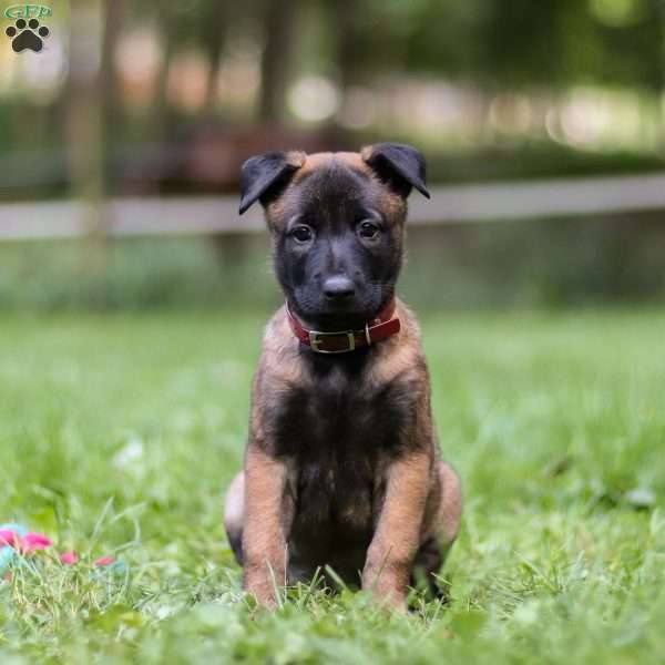 Reign, Belgian Malinois Puppy