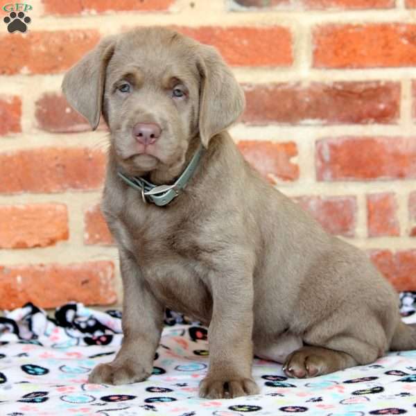 Remi, Silver Labrador Retriever Puppy