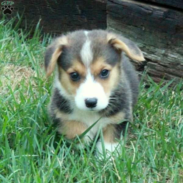 Remi, Pembroke Welsh Corgi Puppy