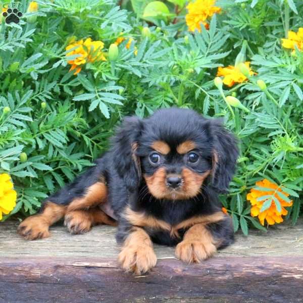 Renae, Cavalier King Charles Spaniel Puppy