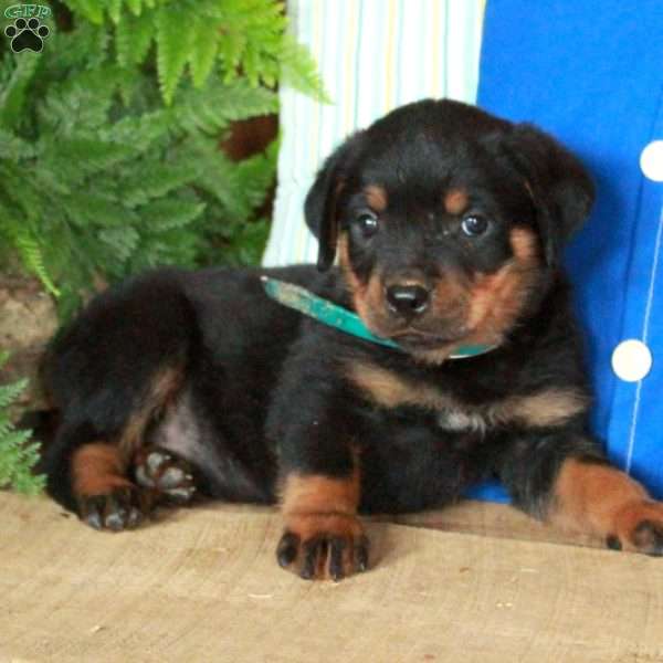 Rex, Rottweiler Puppy