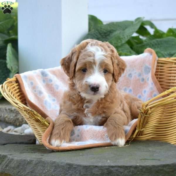 Rex, Mini Goldendoodle Puppy