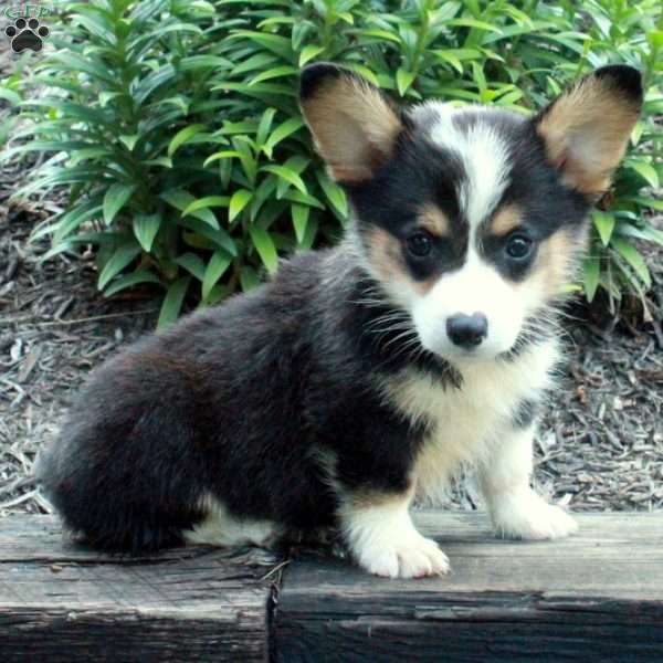 Rex, Pembroke Welsh Corgi Puppy