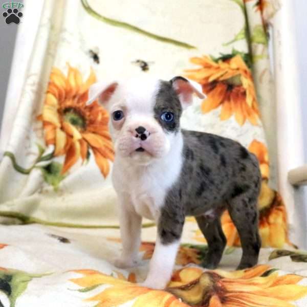 Rhett, Boston Terrier Puppy