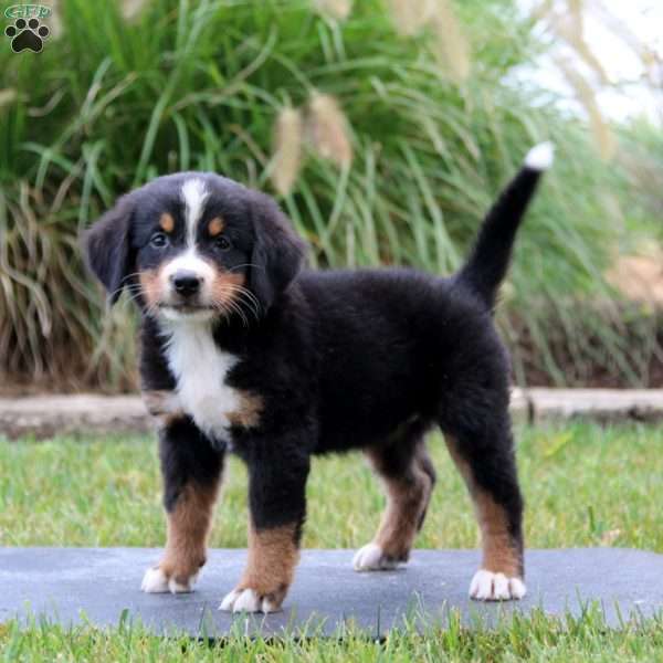 Rianna, Bernese Mountain Dog Puppy