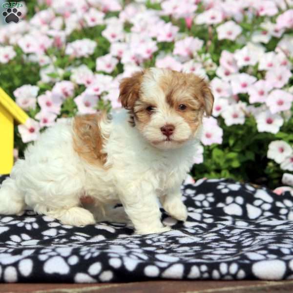 Rick, Havanese Puppy