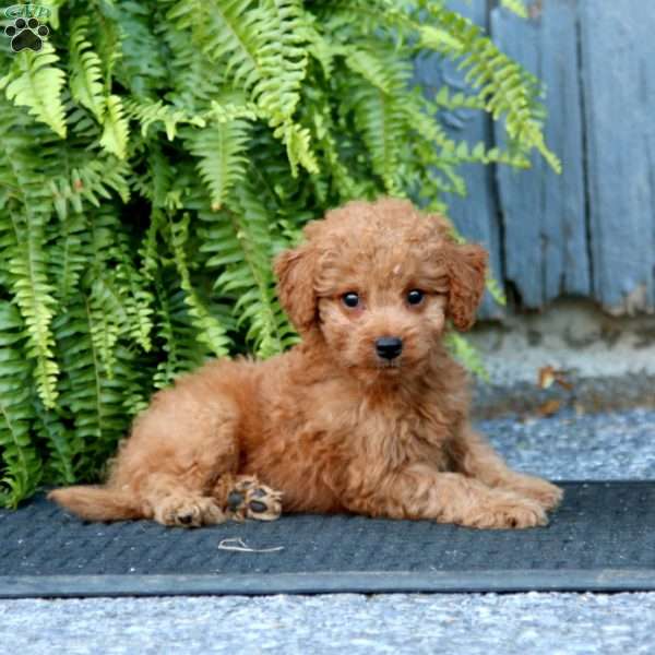 Ricky, Mini Goldendoodle Puppy