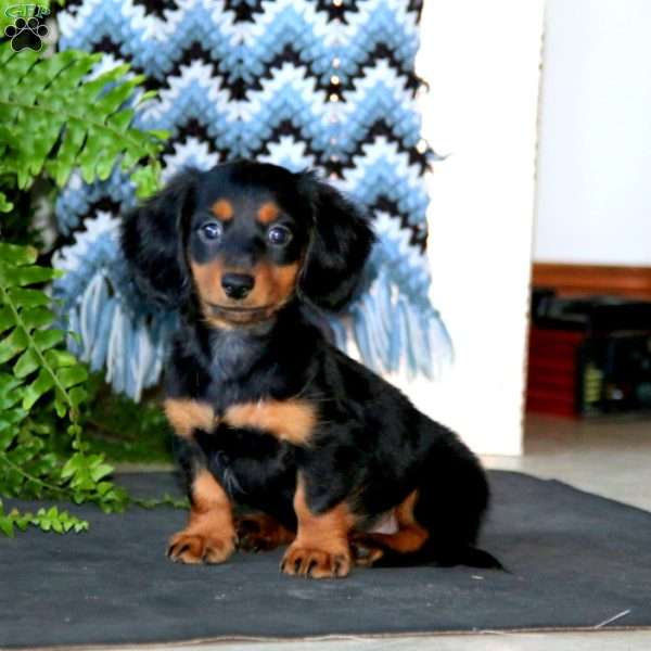 Ricky, Dachshund Puppy