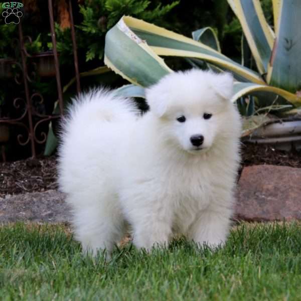 Ricky, Samoyed Puppy