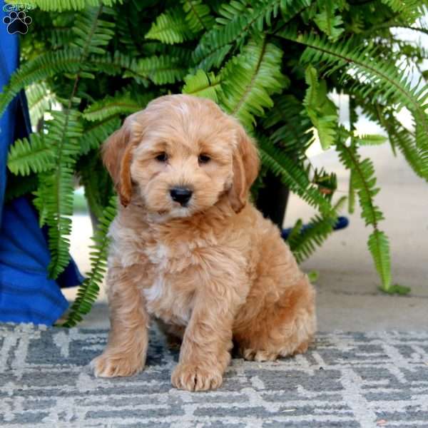 Ricky, Cockapoo Puppy