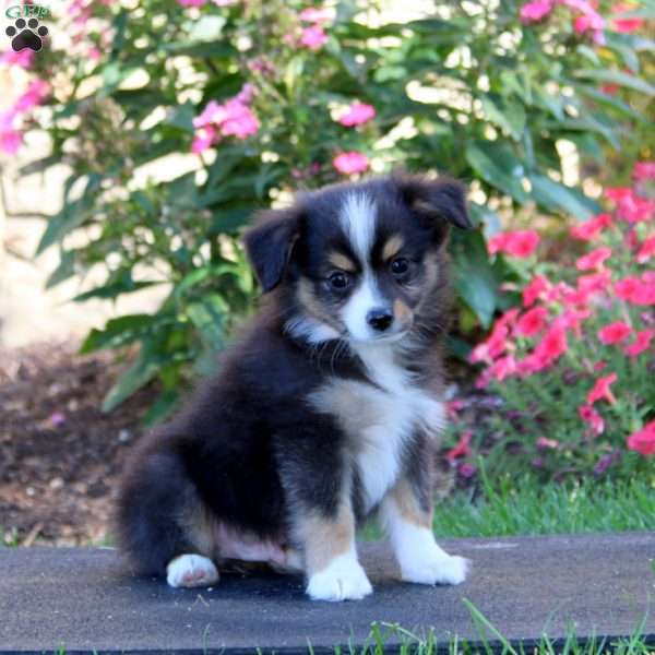 Ricky, Miniature Australian Shepherd Puppy