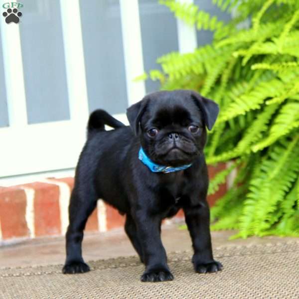 Ricky, Pug Puppy