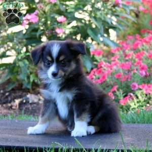 Ricky, Miniature Australian Shepherd Puppy