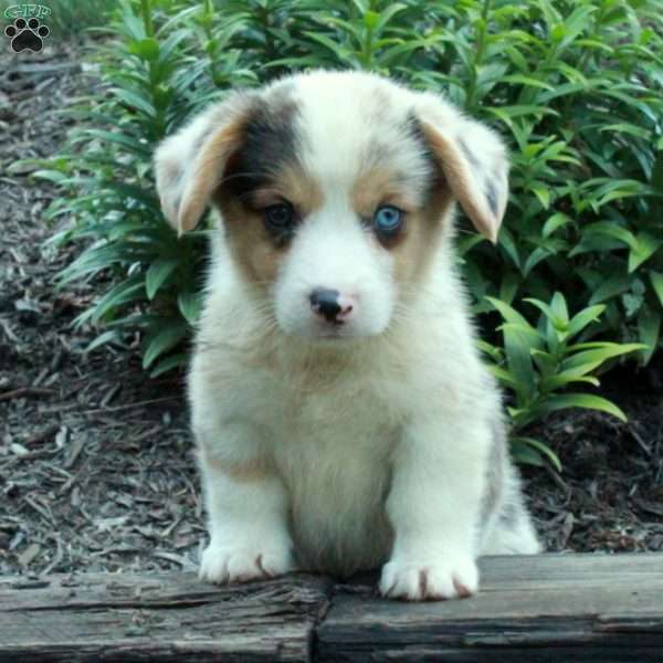 Riley, Pembroke Welsh Corgi Puppy