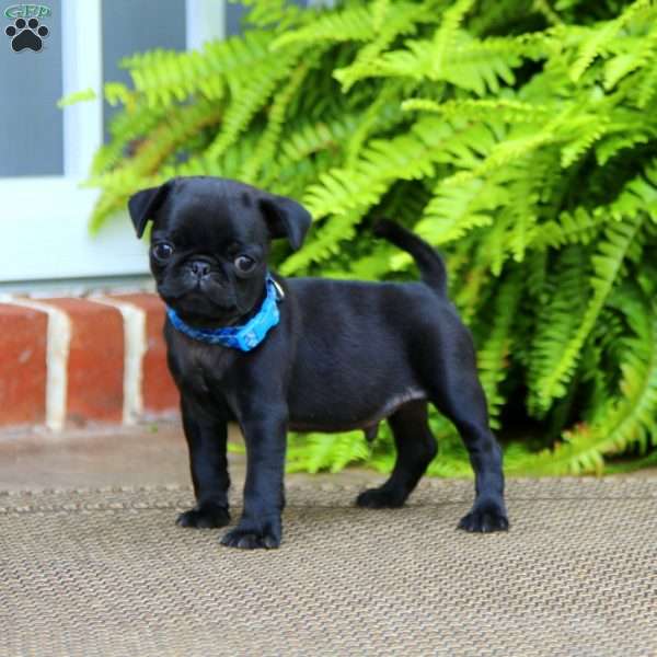 Riley, Pug Puppy