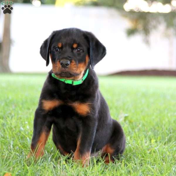 Riley, Rottweiler Puppy