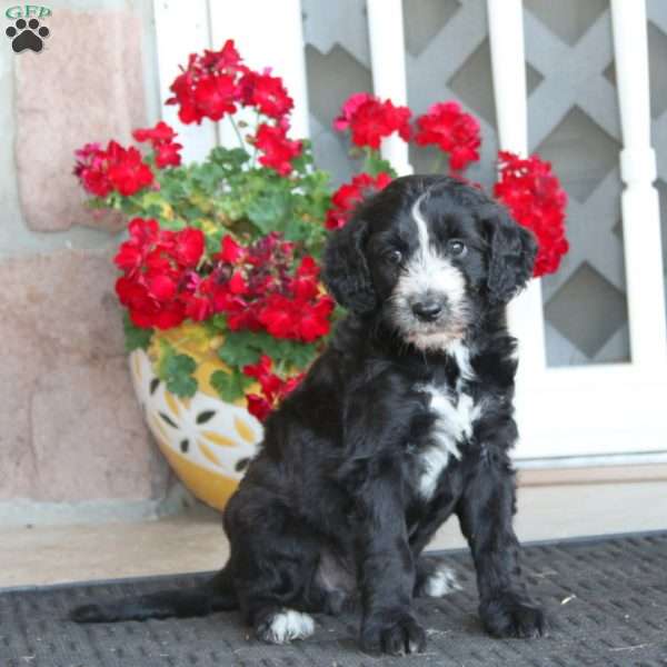 Riley, Labradoodle Puppy